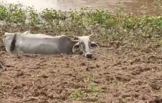 Gado volta a agonizar nas margens do Taquari em área de mortes em massa
