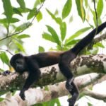 Bugios e macacos-prego vulneráveis são monitorados por drone em mata ciliar de Inocência
