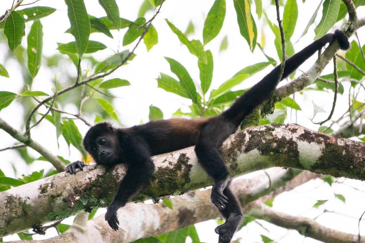 Bugios e macacos-prego vulneráveis são monitorados por drone em mata ciliar de Inocência