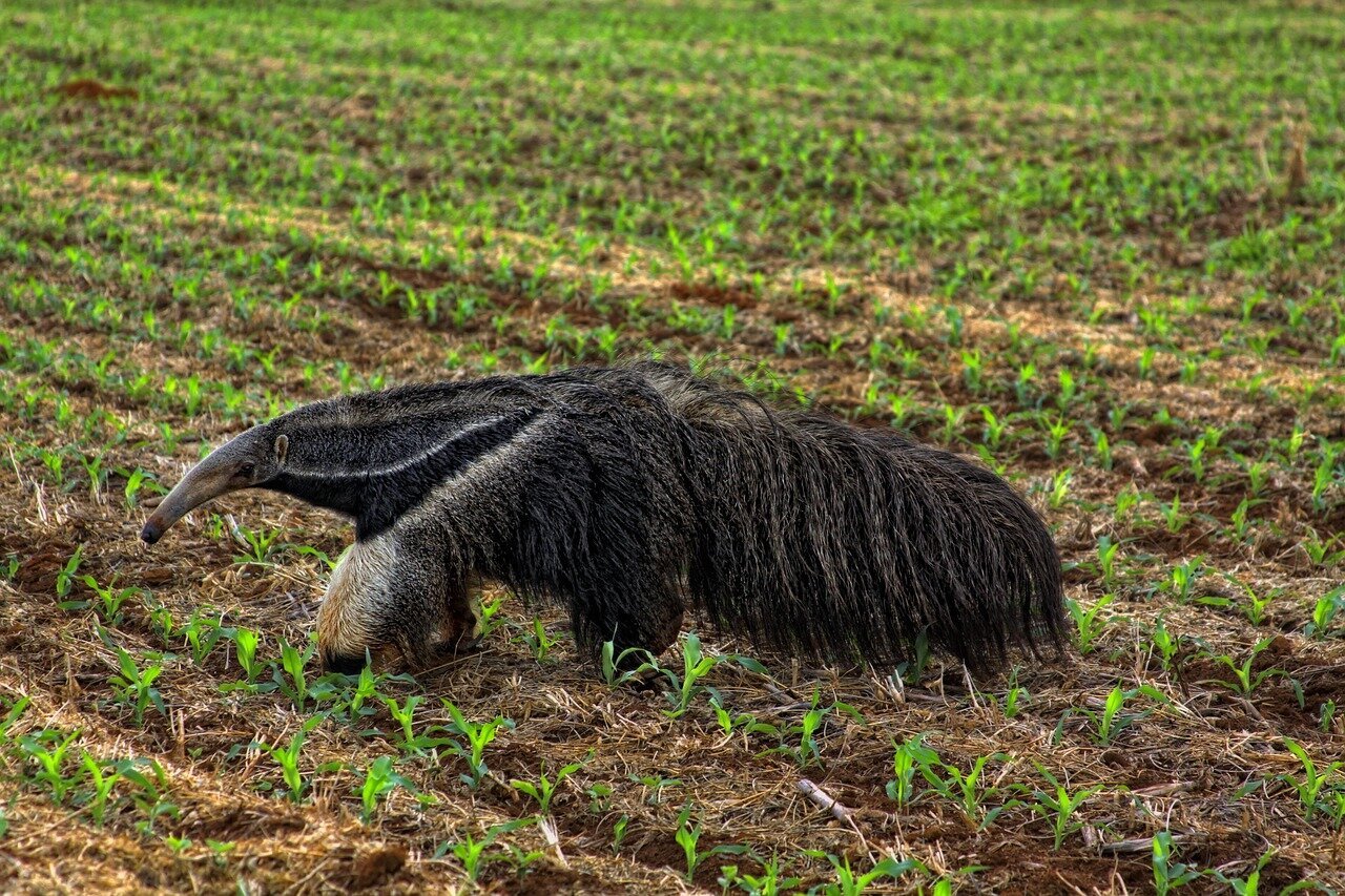Cerrado de MS perdeu mais da metade da vegetação nativa em 40 anos, aponta MapBiomas